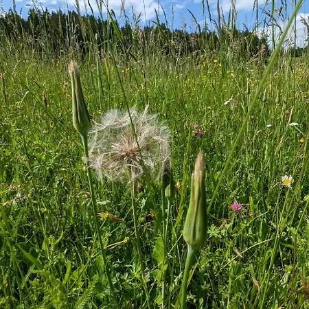 Appartamento In Der Liebenfels